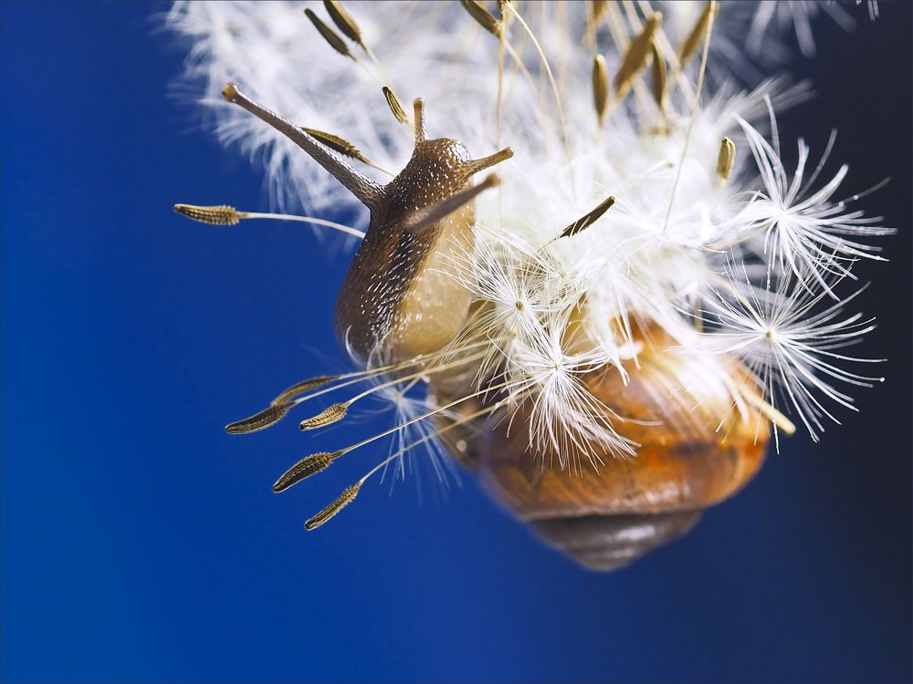 Snail in the down jacket