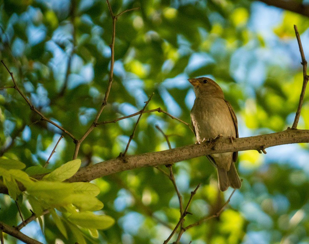 Воробушек на ветке