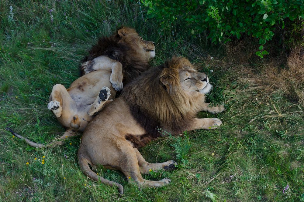 Молодые львы (Young lions)