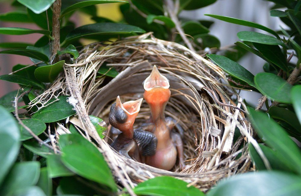 new life