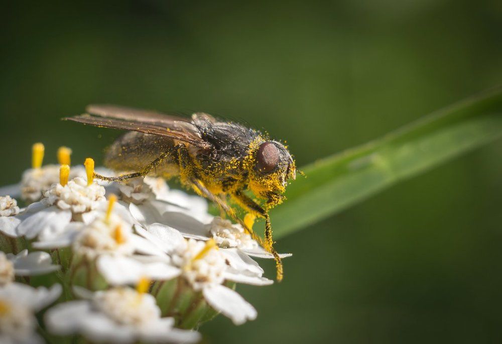 Мухи тоже любят мёд