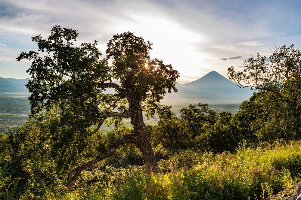 Камчатская берёза
