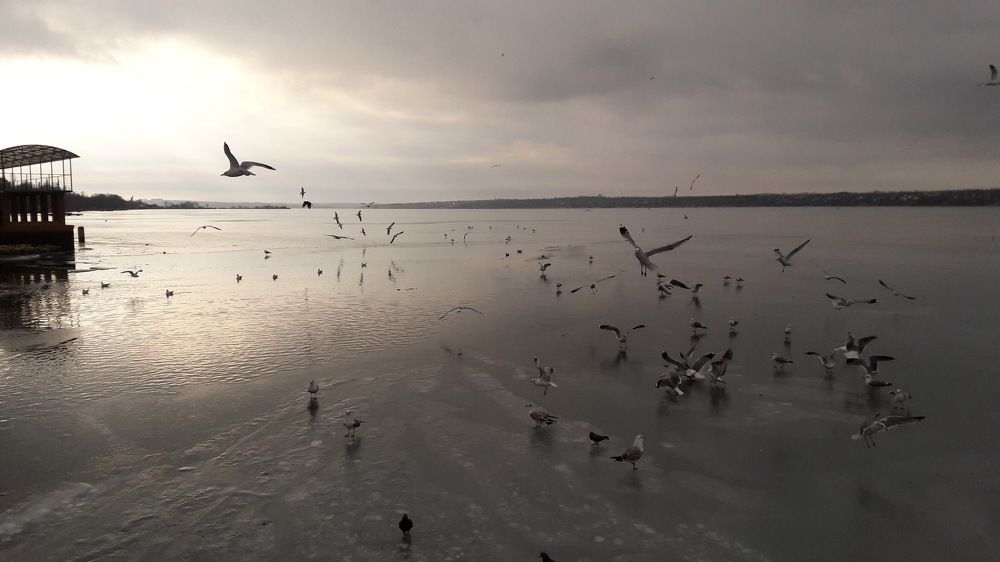 Птичий базар