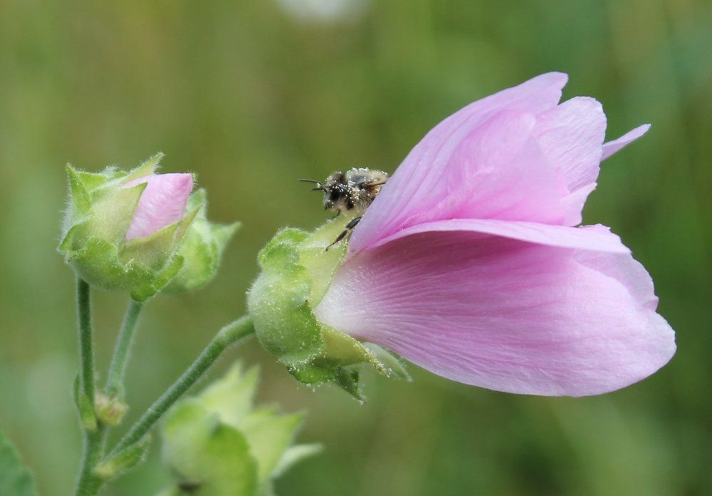 пчела на малопе