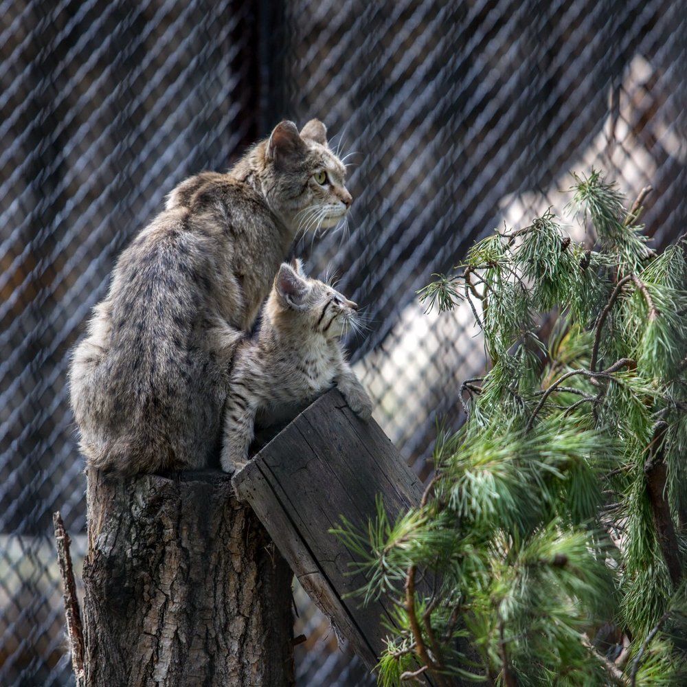 Внимание....