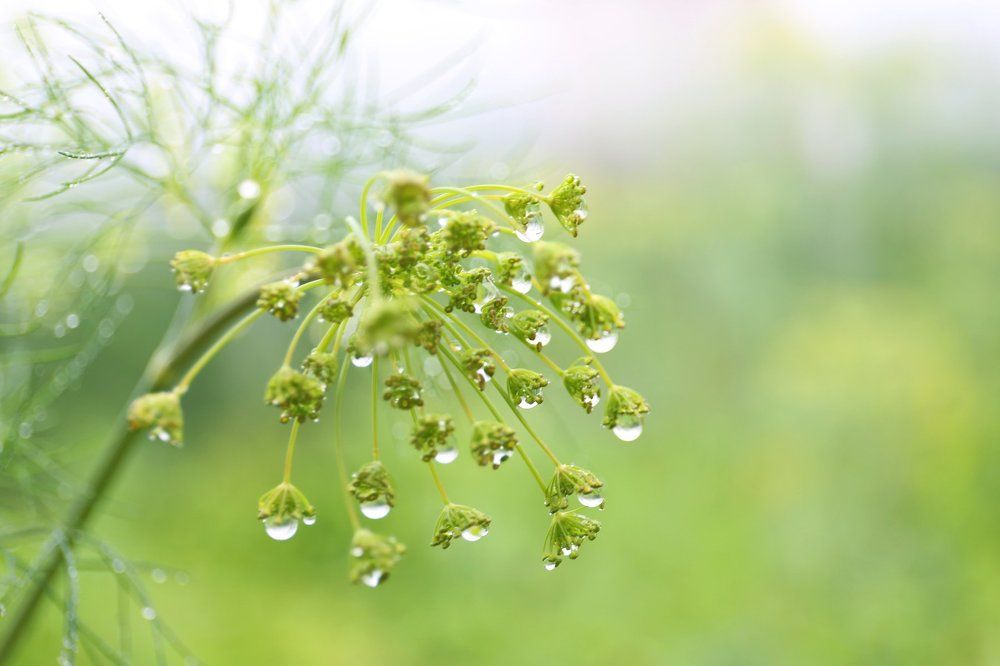 После дождя