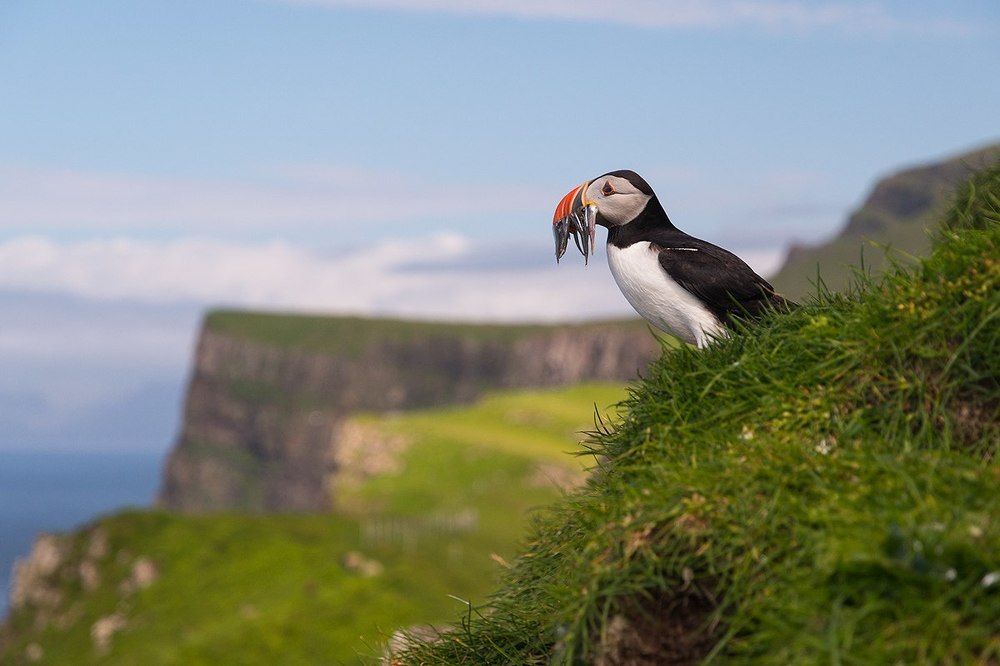 Фарерский тупик