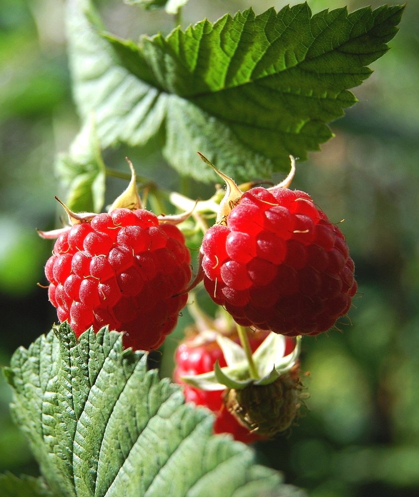 Ягода-малинка