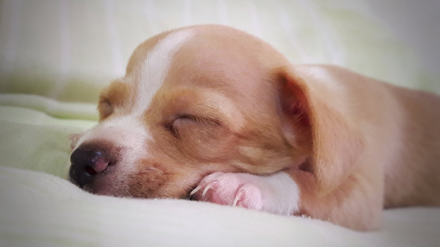 Pet