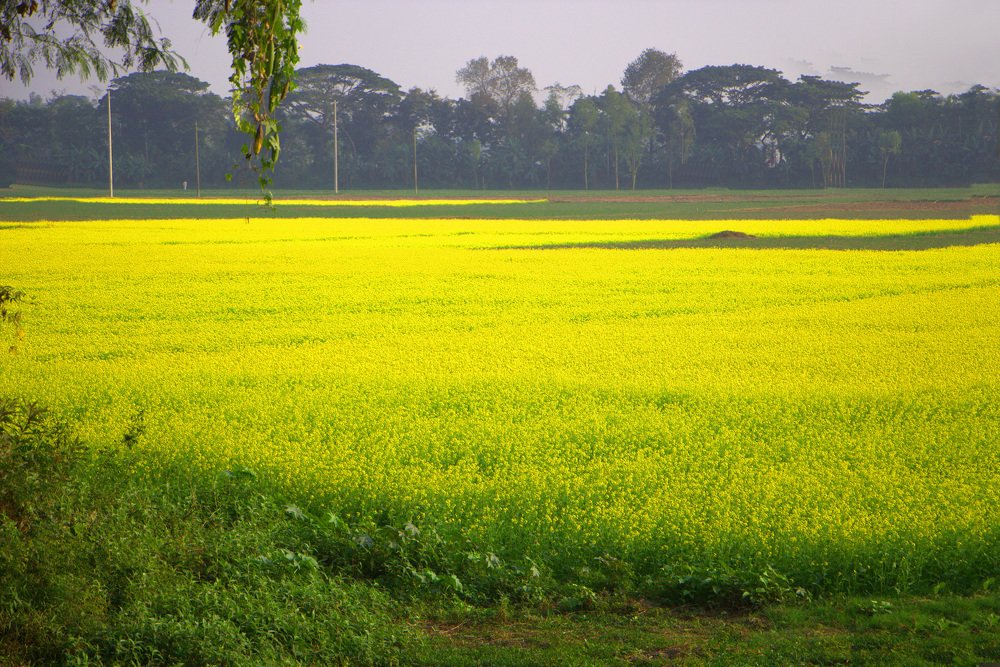 Photograph by Mijanur Rahman Md.