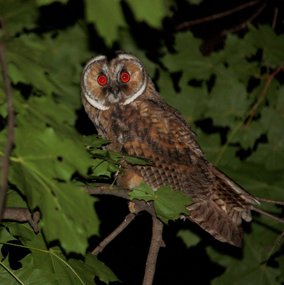 Ночной дозор