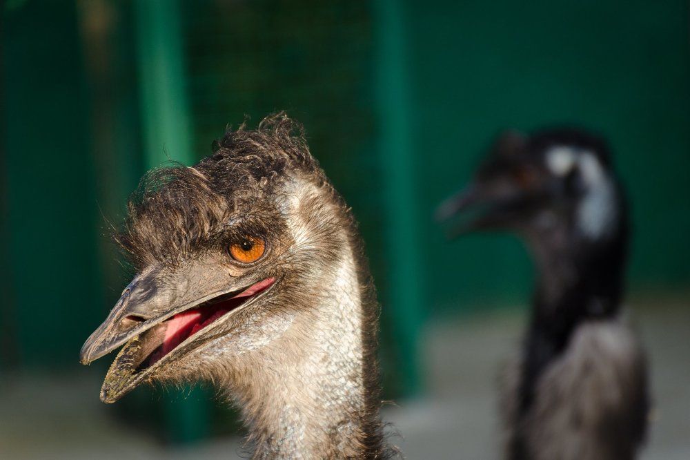 Страус Эму (Ostrich Emu)