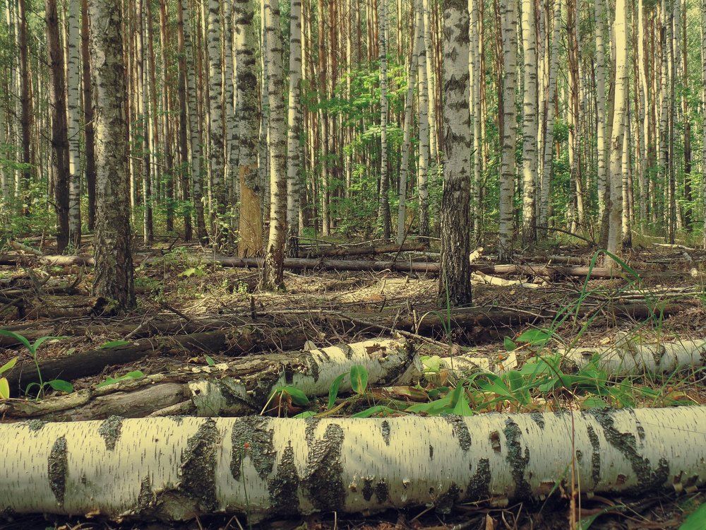 Перпендикулярный лес
