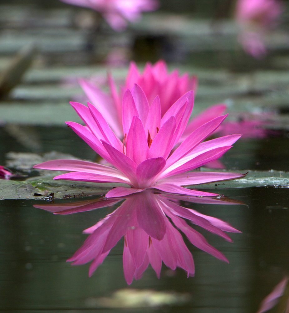 Water lily