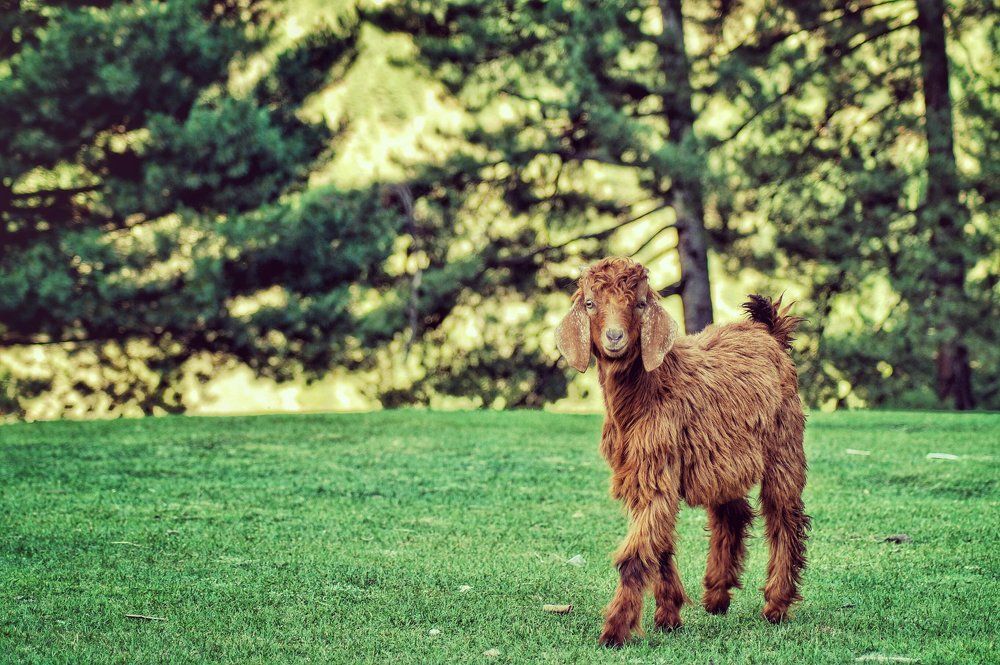 The little Meh guy...