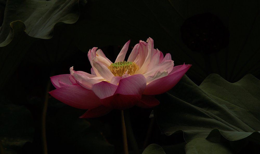 Lotus in the Shadows