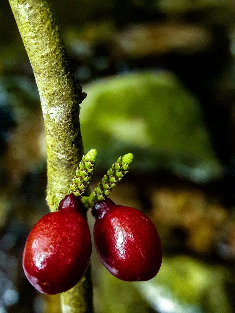 RED FRUIT