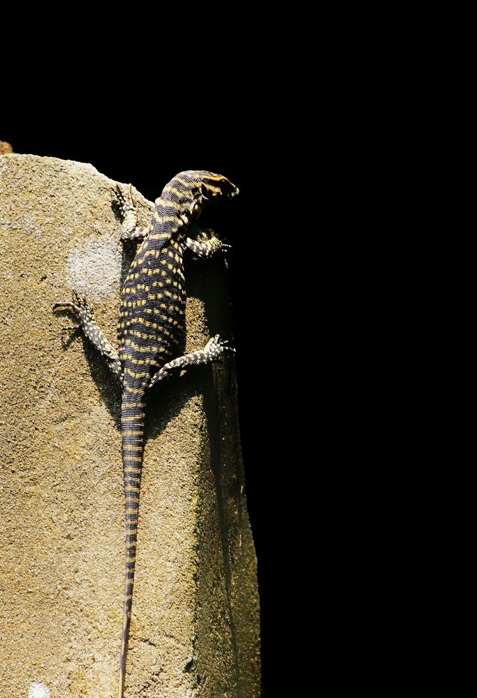 Photograph by Ifrad Rashid