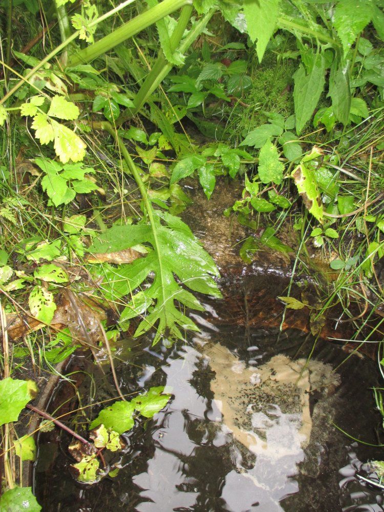 лесной родник