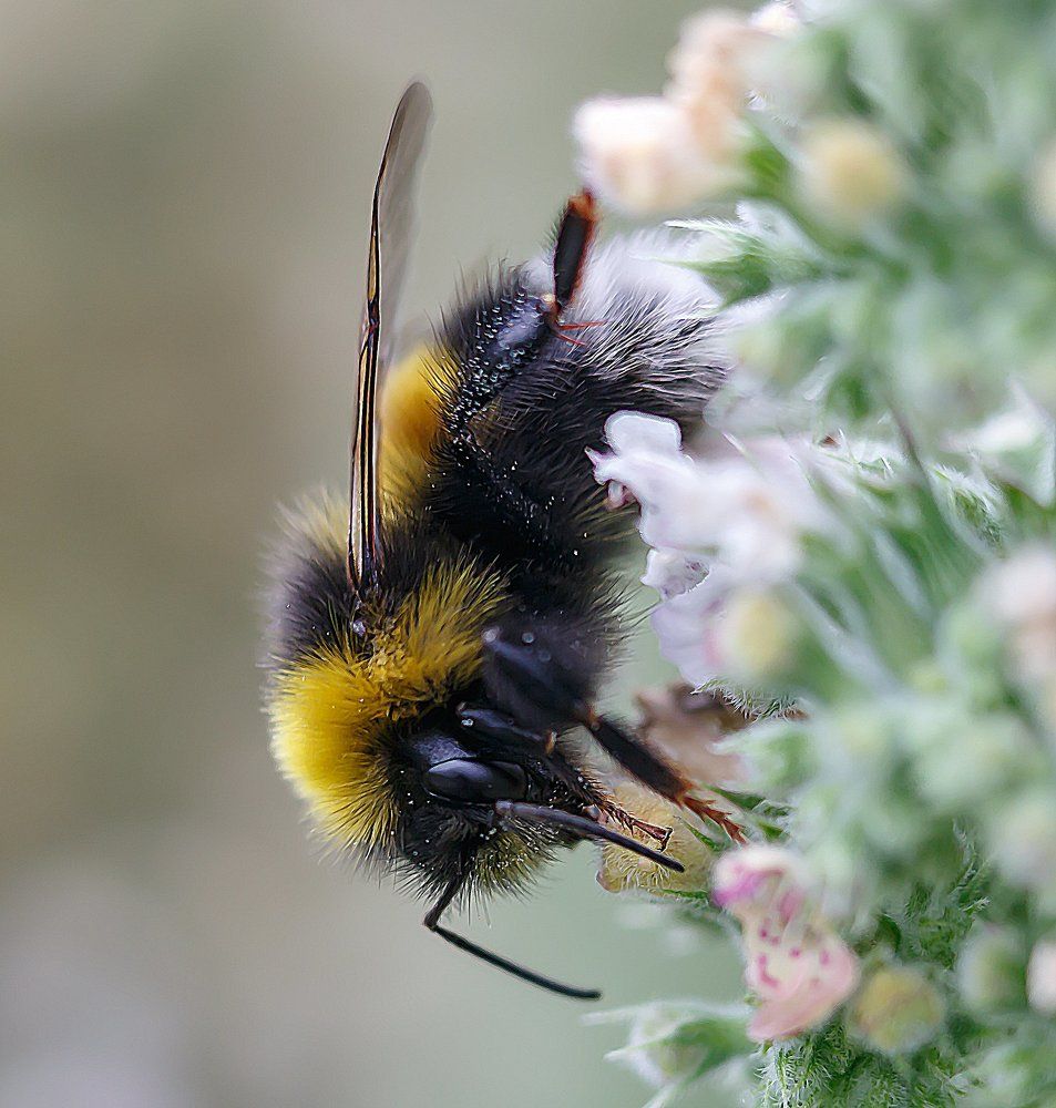 мохнатый шмель
