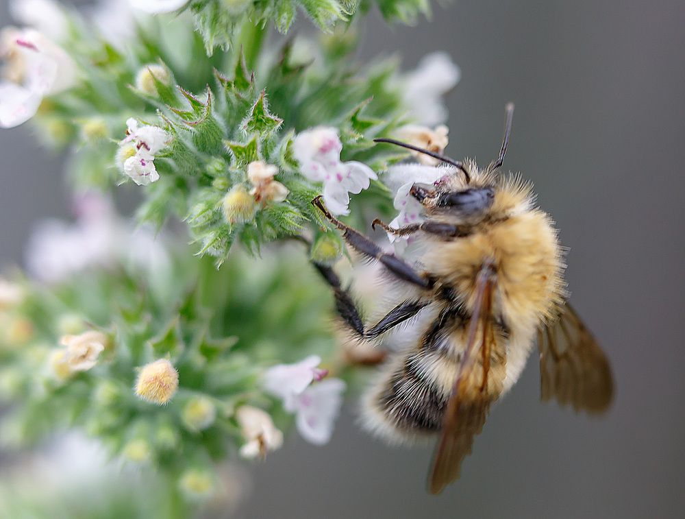 шустрая пчелка