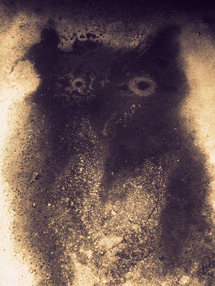 "Дорожная совушка"