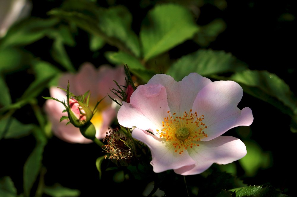 Весенний шаповник