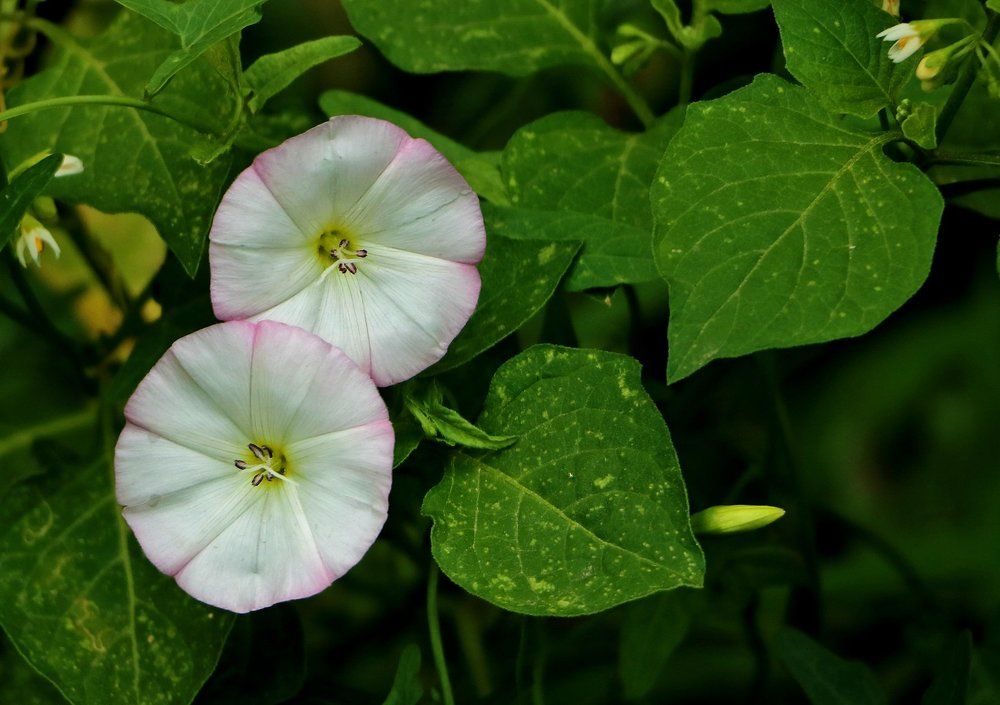 Летние граммофончики