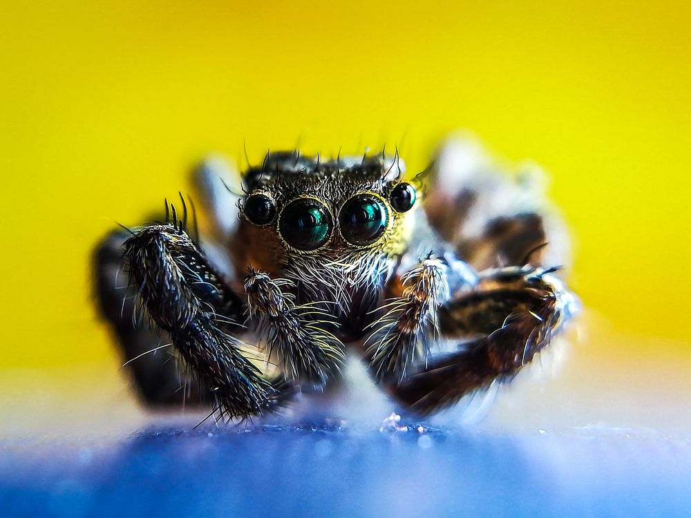 Jumping Spider