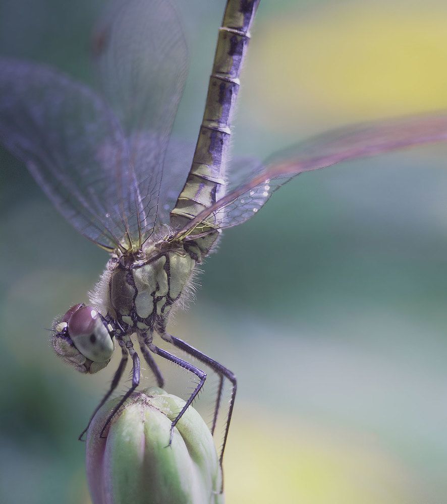 dragonfly in the flight