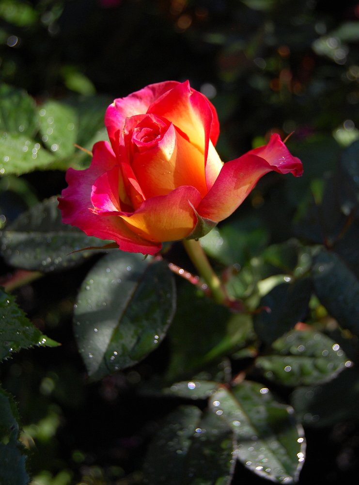 Розовые грезы