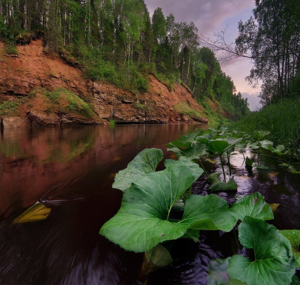Портрет комара