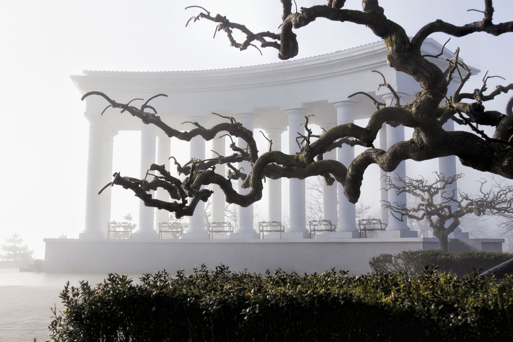 Дерево на фоне ротонды