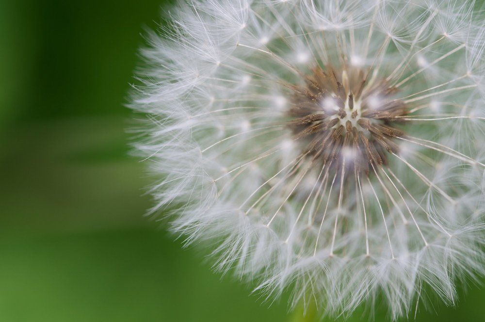 Одуванчик