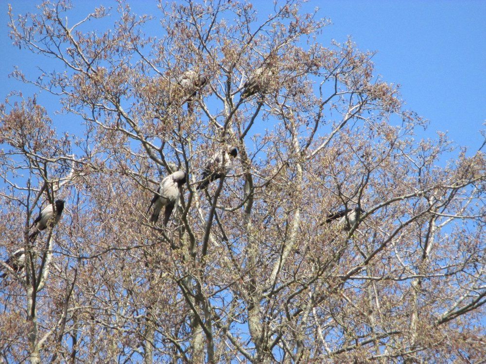 вороны прилители