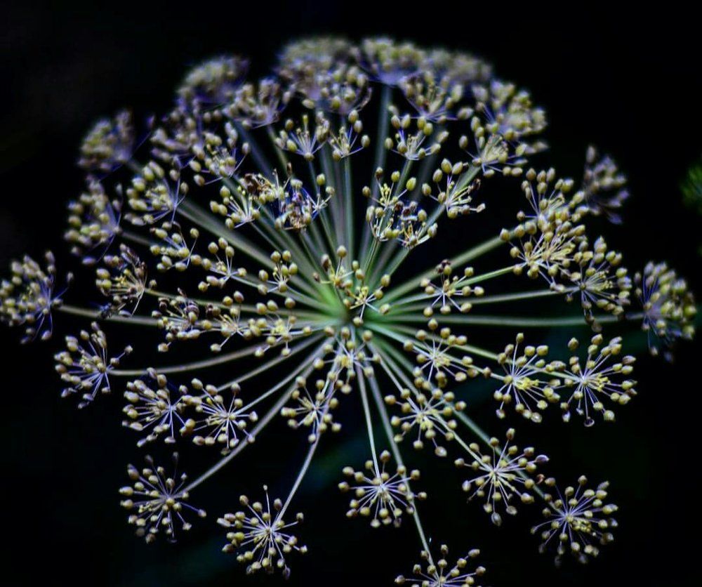 Укропосалют