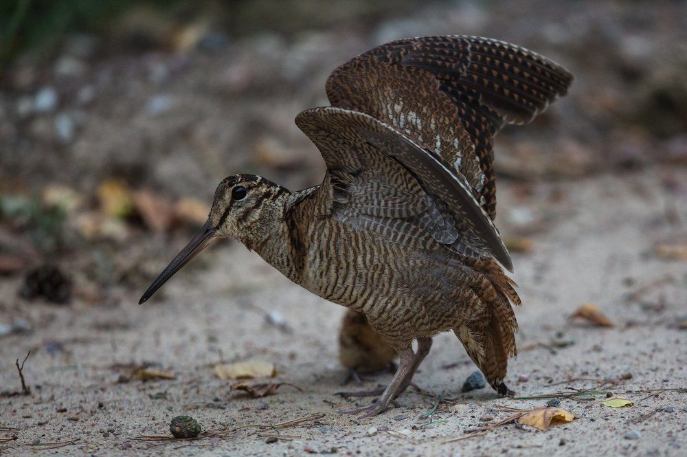 Мамина защита