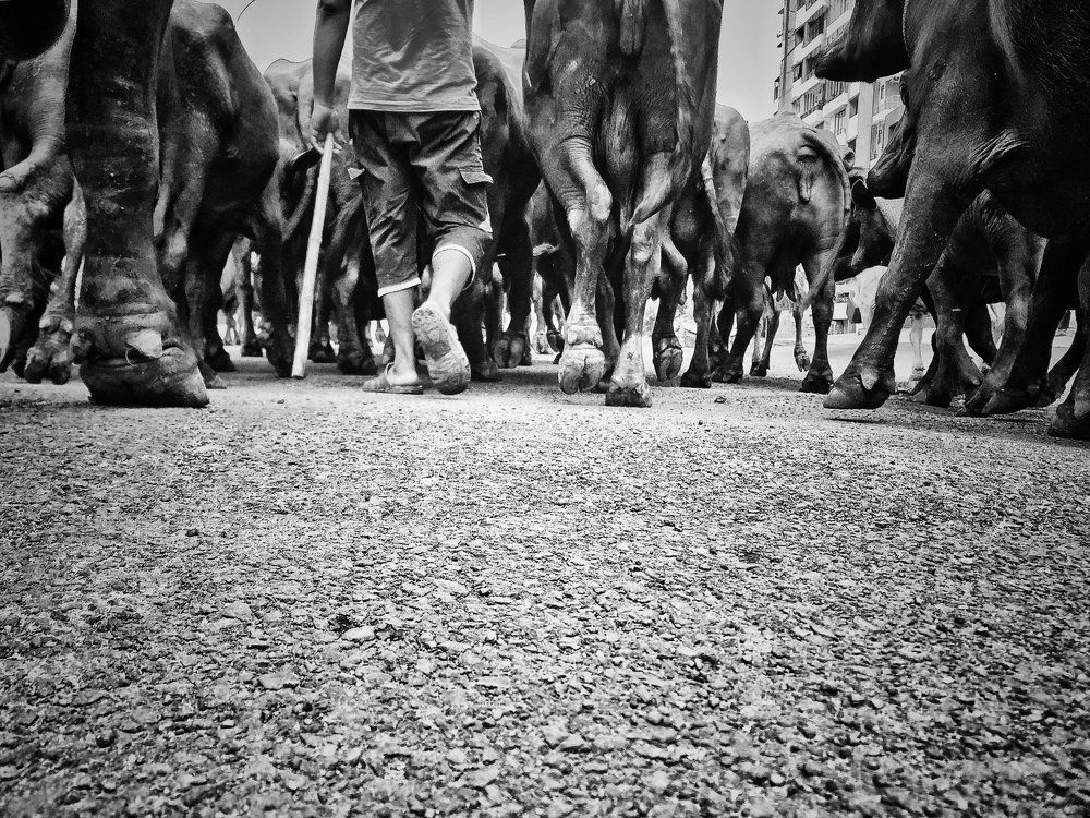 The man is take caring of buffaloes.