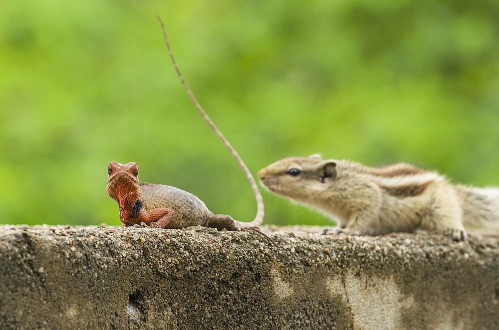 The Cute Friendship