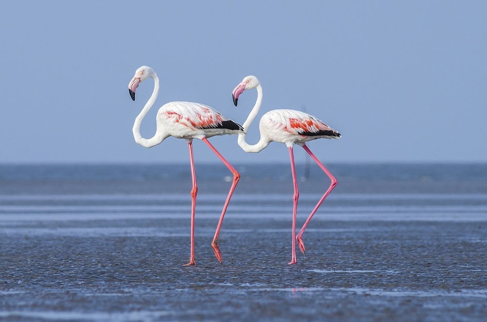 The Synced Walk