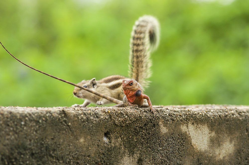The High Tail Matter