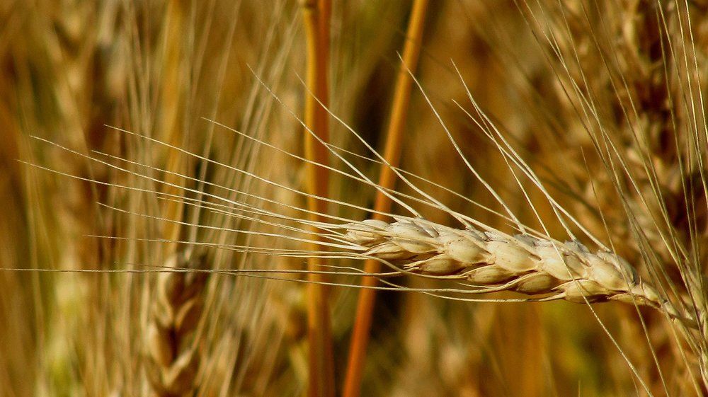 скоро жатва