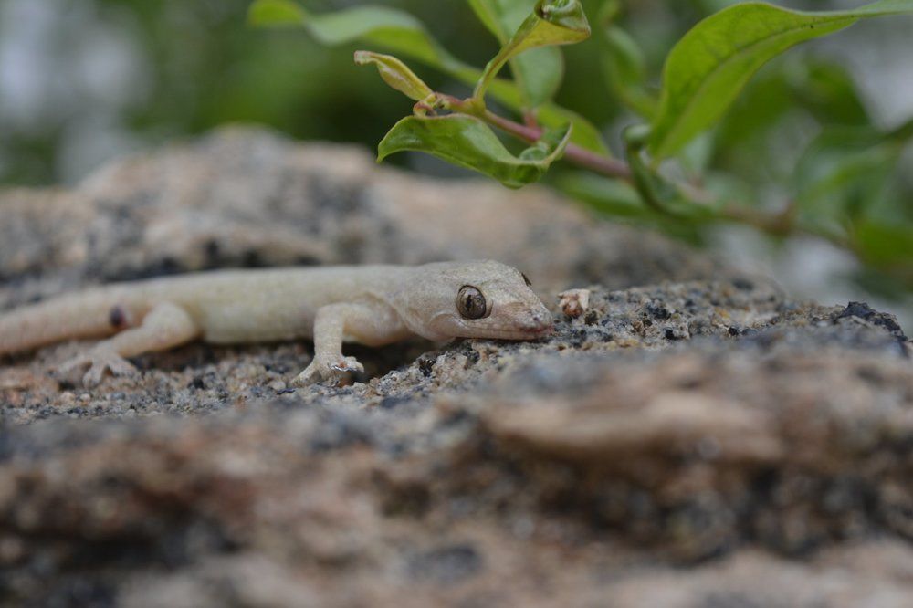 sight seeing lizard