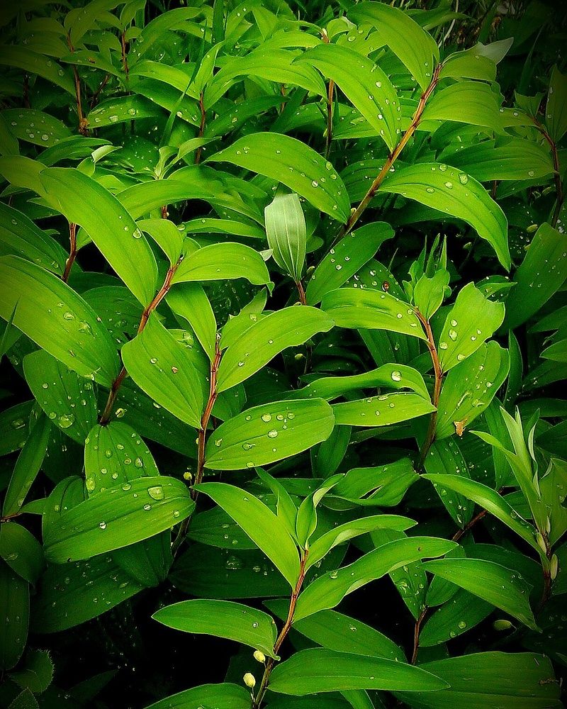 Колокольчик