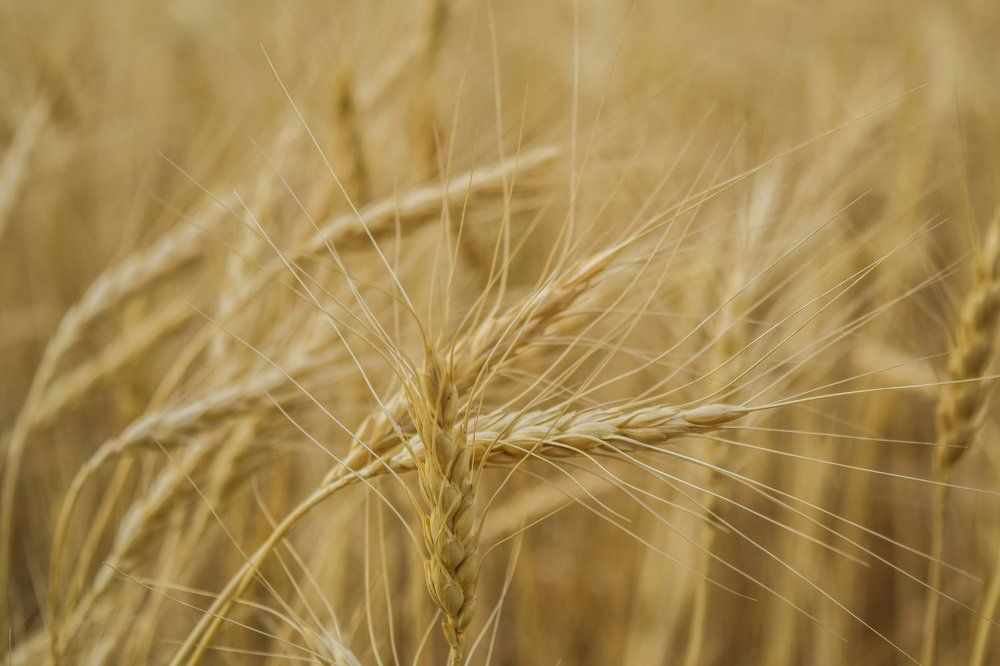 Wheats