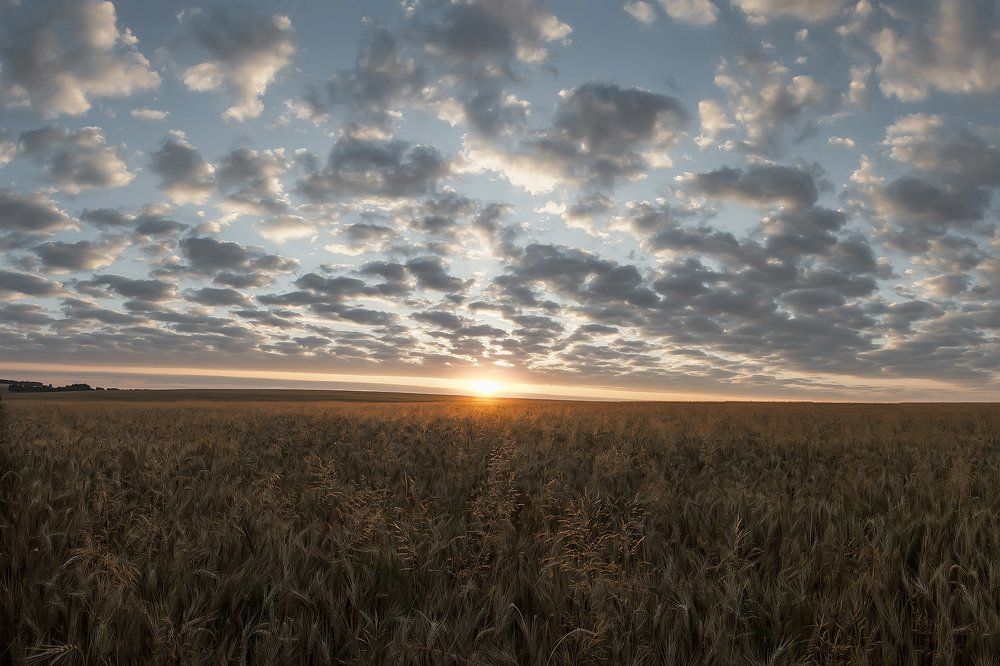 Рассвет в ржаных дюнах