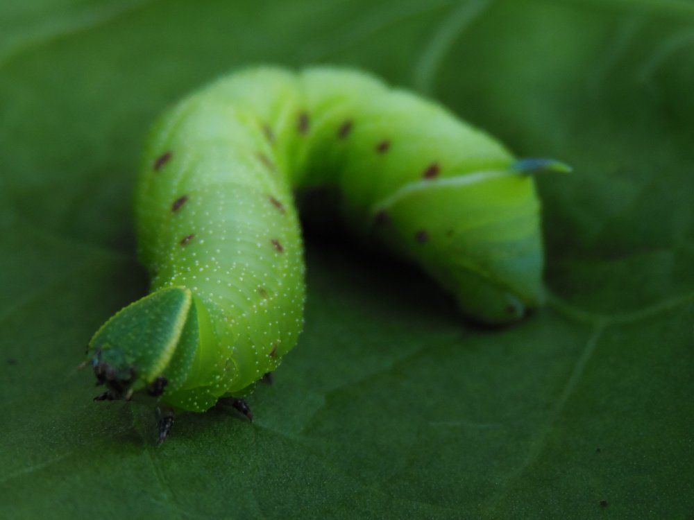 Садовый обитатель
