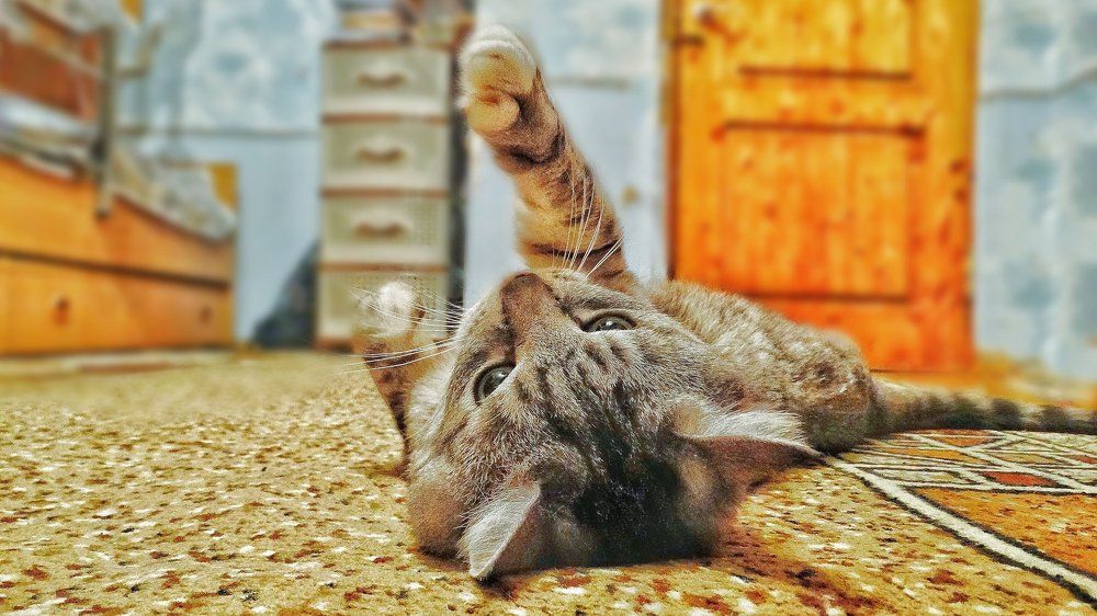 Котэ