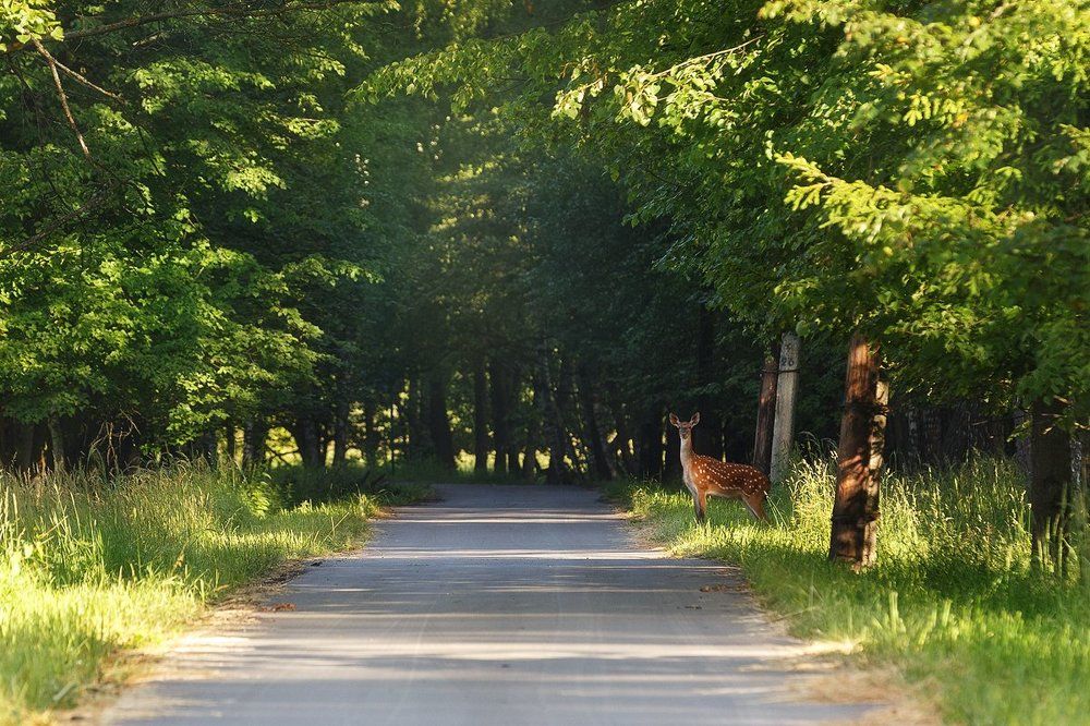 Photograph by Сергей Гордиенко
