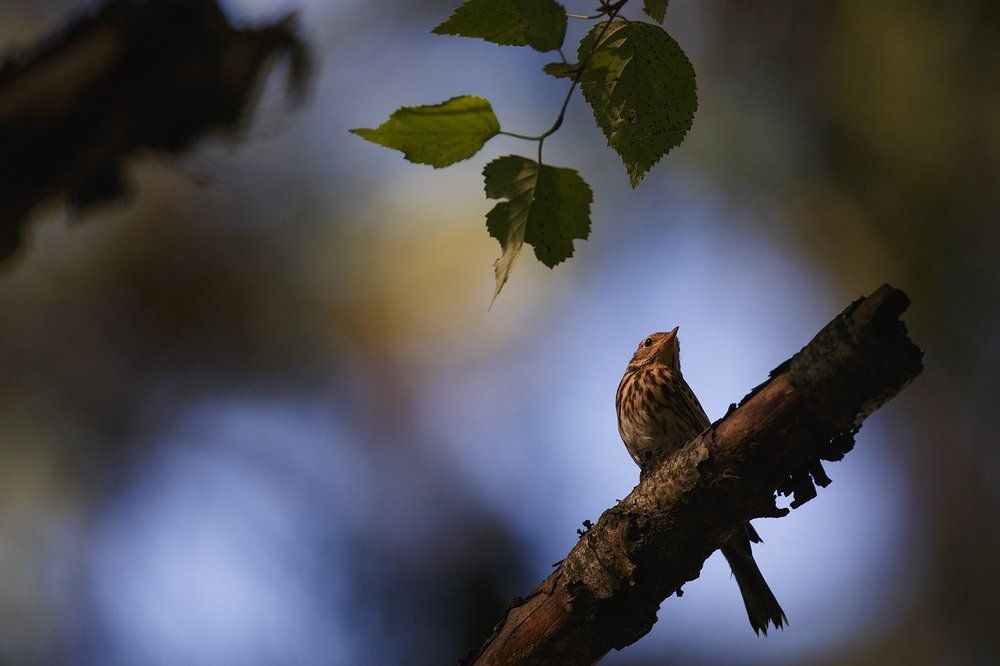 Photograph by Сергей Гордиенко